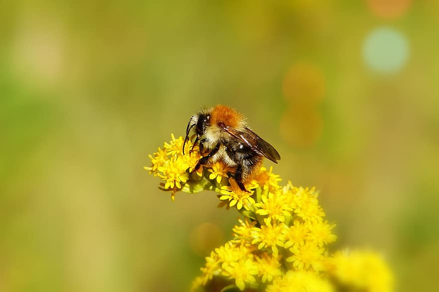 yaban arısı cevheri, pszczołowate, böcek, antenler, model, kırılganlık, hayvanlar, doğa, dışında, omurgasızlar, eklembacaklılar