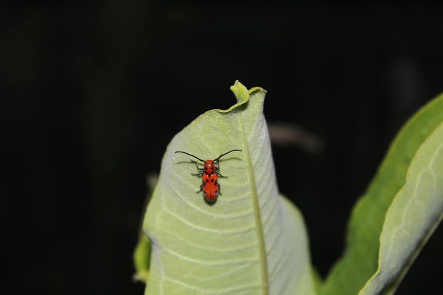 asclépiade, insecte, scarabée, macro