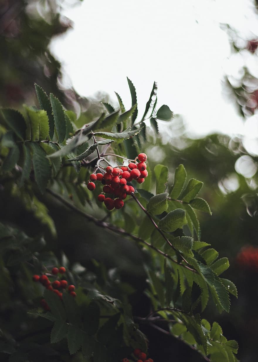 Rowan Berries, Mountain Ash, Berries, Nature, leaf, plant, close-up, green color, freshness, branch, summer