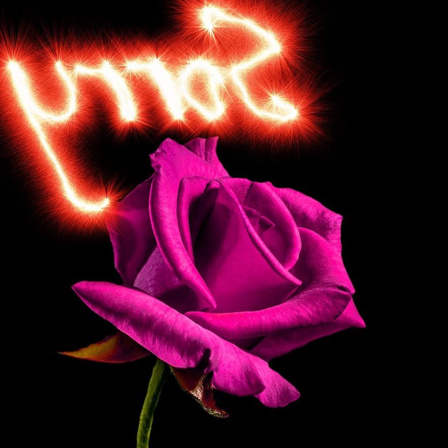rosa, fundo, Com licença, Rosa Púrpura, Eu imploro seu perdão, desculpa, amor, arrepender, perdão, divórcio, origens