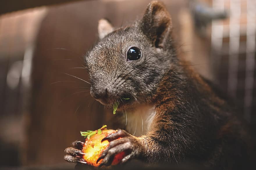 다람쥐, 설치류, 동물, 어린 다람쥐, 포유 동물, 다람쥐과, 귀엽다, 니블 링, 야생 생물