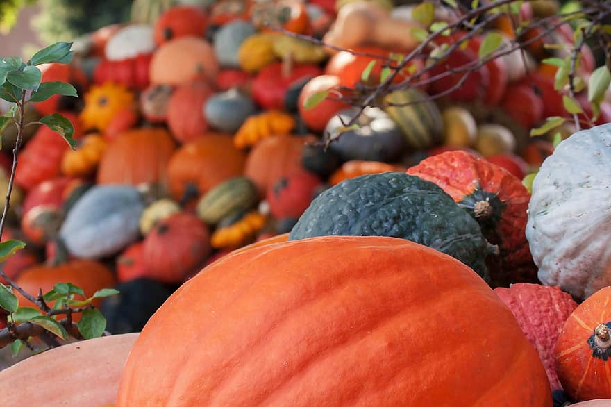 autunno, zucche, verdure, produrre, raccogliere, cibo, biologico, natura
