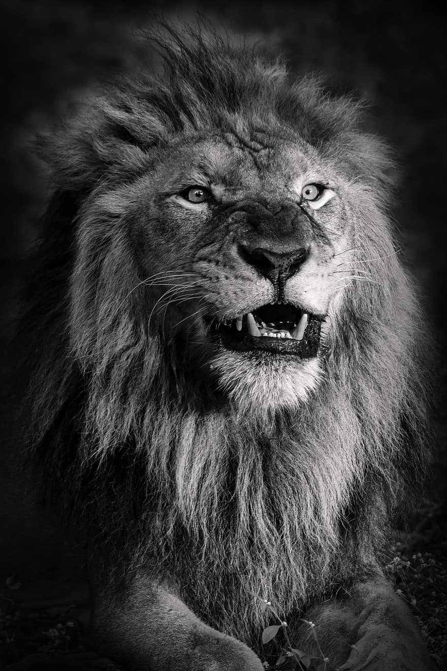 лев, дика кішка, котячих, портрет тварин, король, тварина, тваринне царство, звір, створіння, хижак, лютий