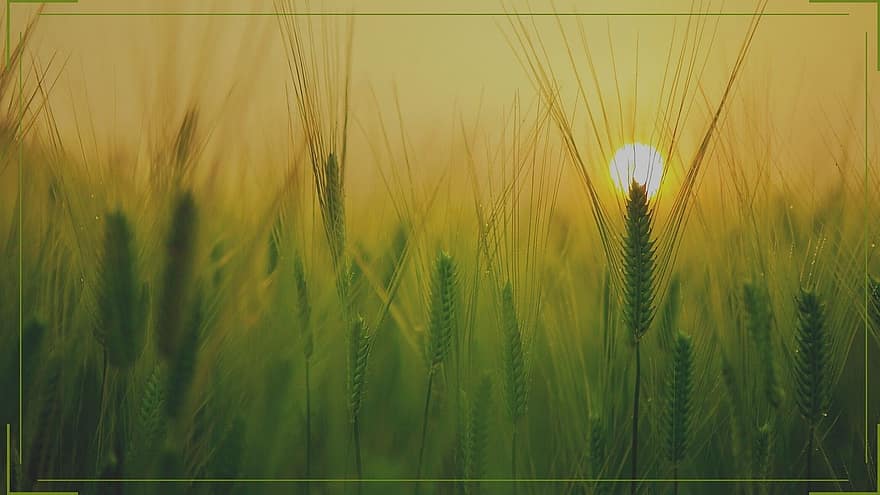 природа, слънце, поле, култури, трева, селски, на открито, селско стопанство, лято, пшеница, ферма
