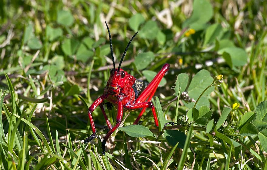 Rød melkegresshoppe, insekt, dyr, locust, Phymateus Morbillosus, Rød gresshoppe, rød gresshopper, gress, natur