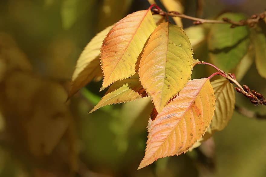 листя, Вишневе дерево, листові жилки, осінній колір, осінні листки, падіння, осінні кольори, природи