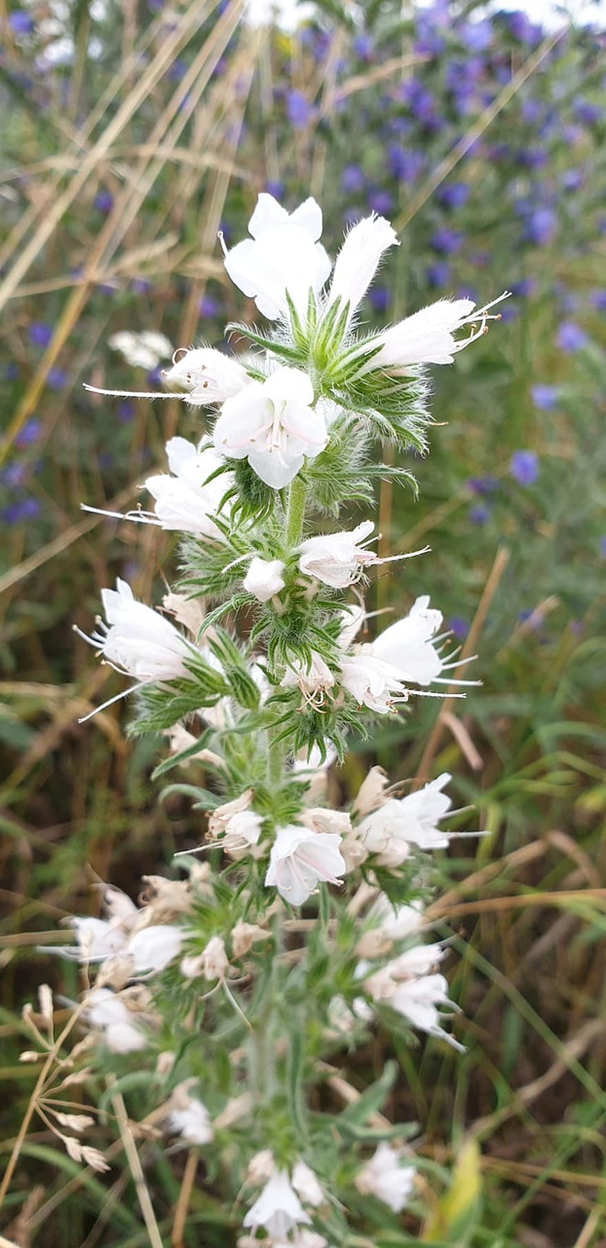 natternkopf bình thường, Đầu rắn trắng, hoa dại, những bông hoa, trắng, echium vulgare, đầu rắn, echium, raublattgewächs, họ boraginaceae, henry xanh