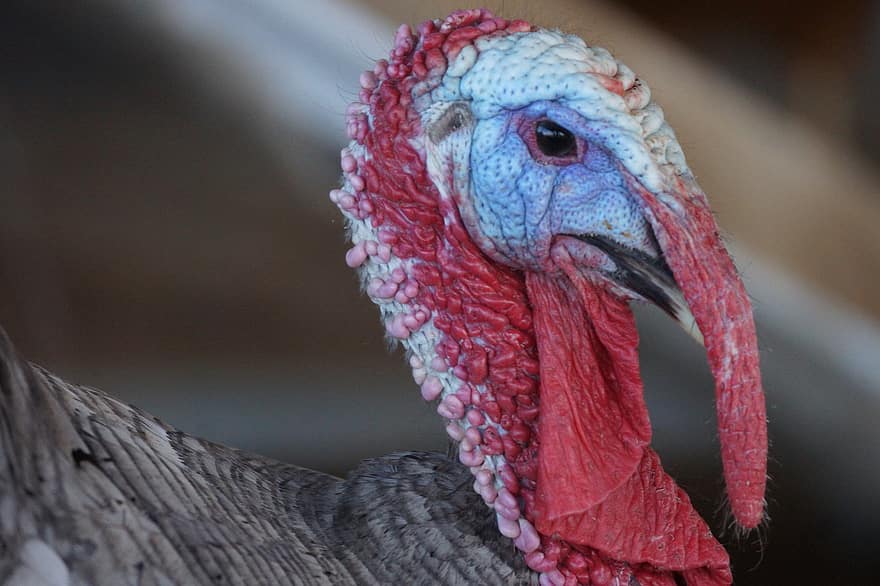 Турция, Денят на благодарността, патешка походка, ноември, ферма, животно, глава