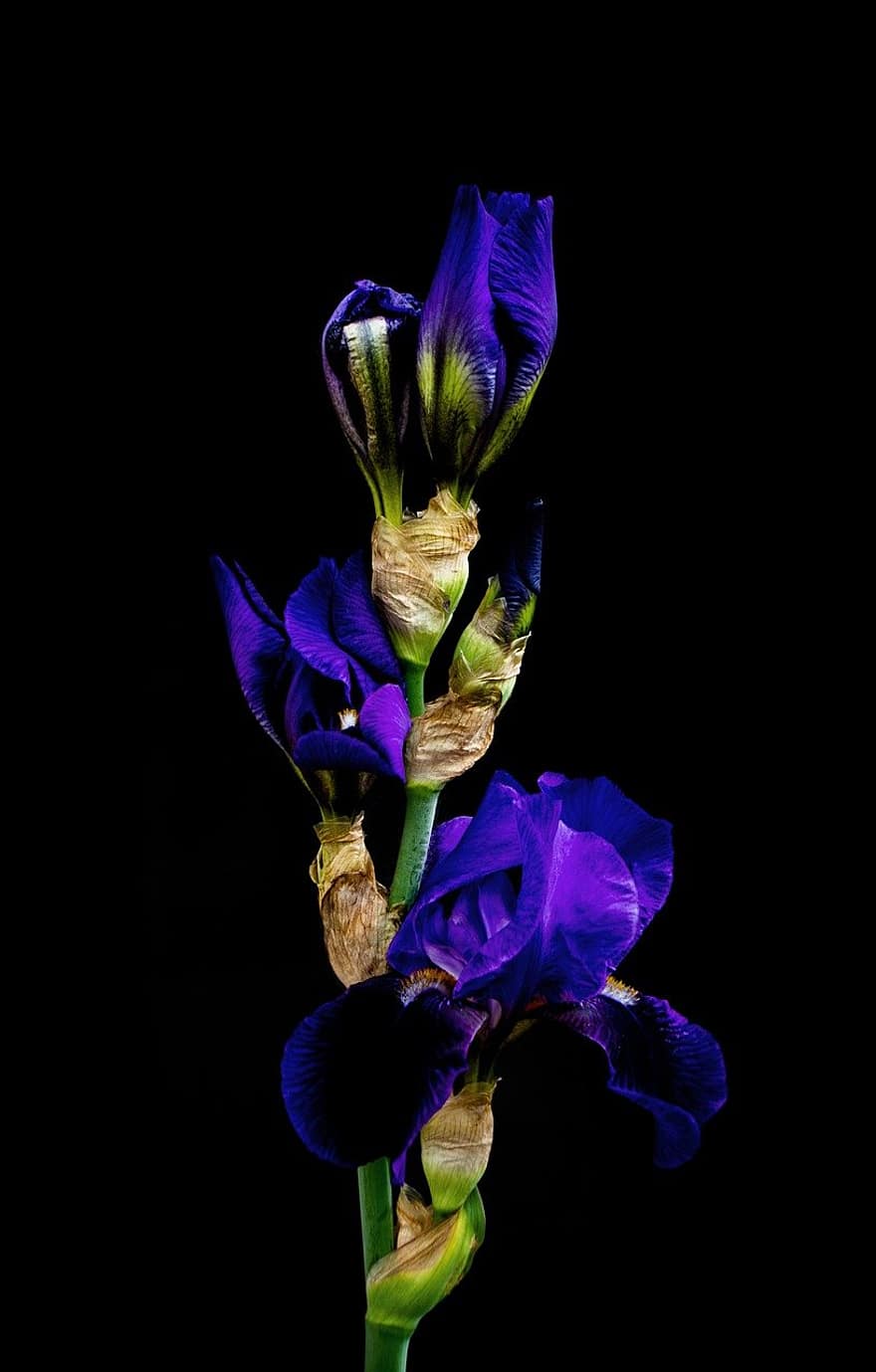 bunga-bunga, iris, bunga biru, kuncup, botani, flora, Latar Belakang, wallpaper, alam, minimalis, kontras