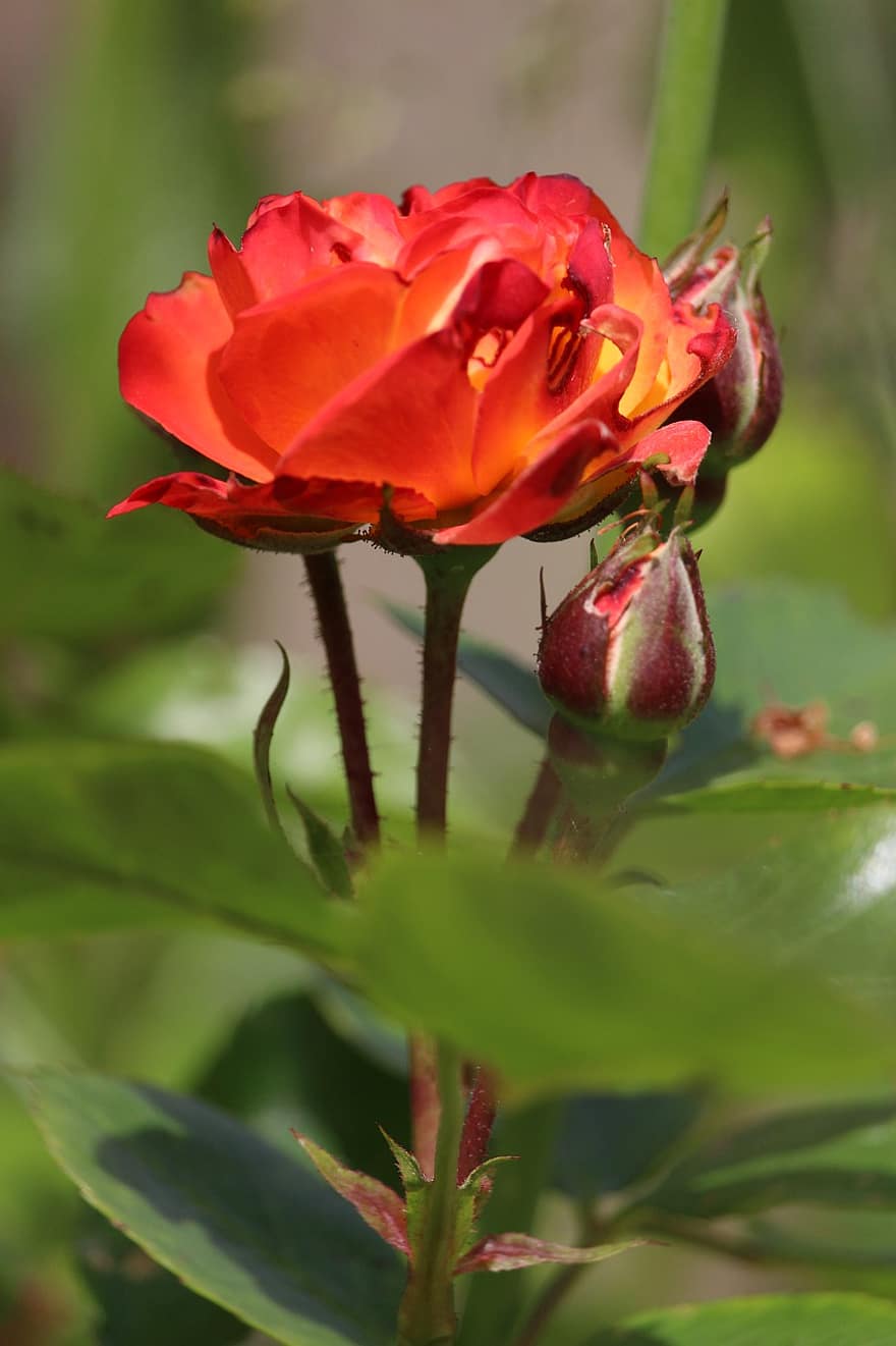 роза, цвят, разцвет, романтичен, градина, красота, цъфна роза, храст от рози, природа, листенца, романтика