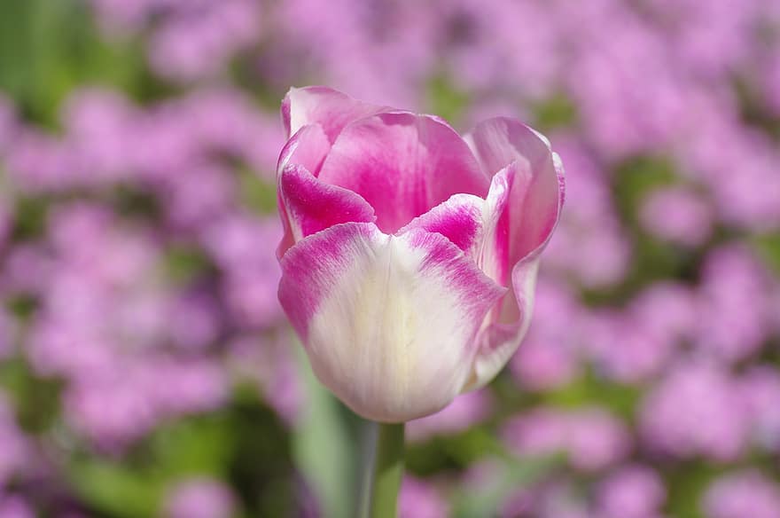 Tulpe, Blume, Pflanze, rosa Tulpe, Blütenblätter, Staubblatt, blühen, Flora, Natur, Nahansicht, Morges
