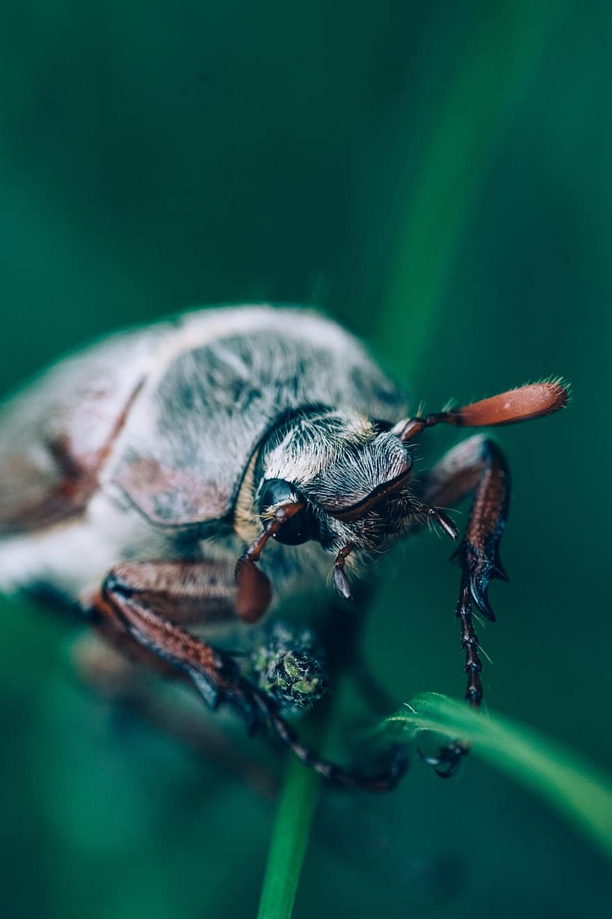 cockchafer, maybug, kan skalbagge, doodlebug, insekt, natur, entomologi, makro