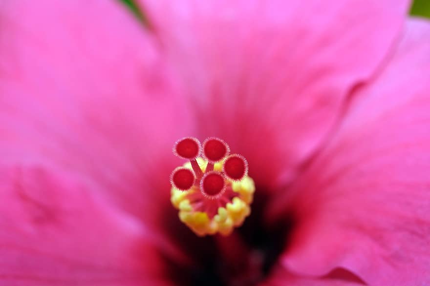 hibiscus, blomst, pistil, rosa blomst, petals, anlegg, natur, makro