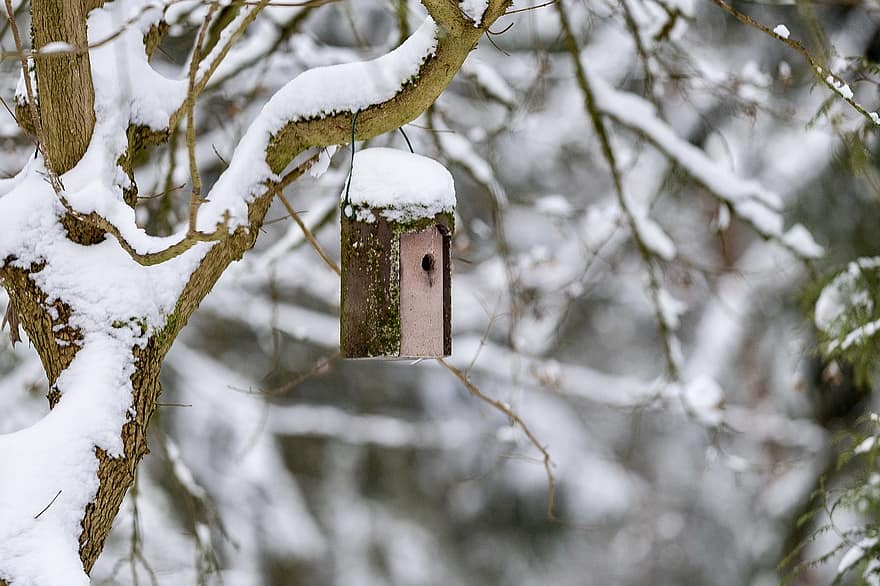 bomen, vogelhuisje, takken, sneeuw, Bos, volière, winter, koude