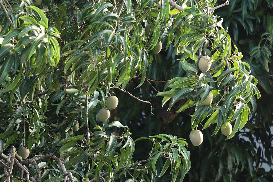 mango, vaisiai, pobūdį, medis, lapai, žalias, lauke, kerala, augalų, sultys, maisto