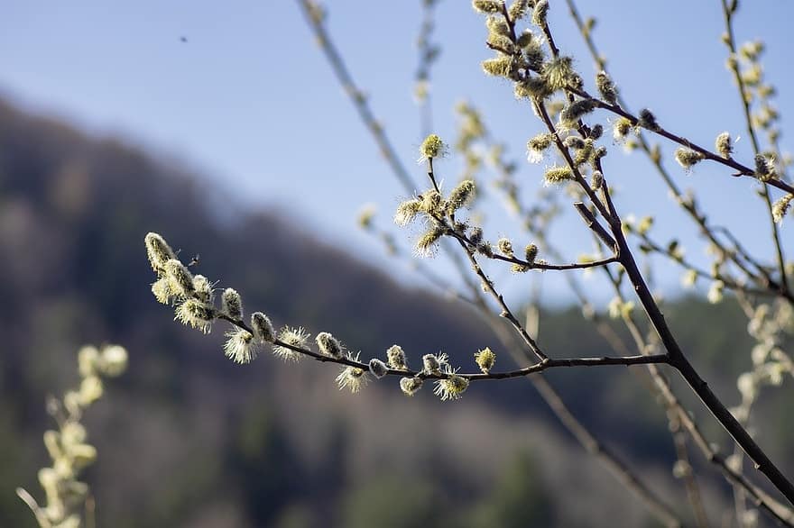 Catkins, Easter, Wild Bees, Nature, branch, springtime, tree, close-up, plant, season, flower