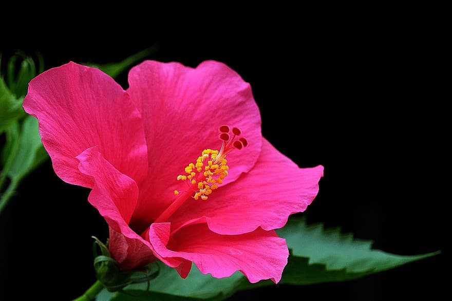 hibisco, flor, hibisco rosa, pétalas, pétalas cor de rosa, Flor, flora, natureza