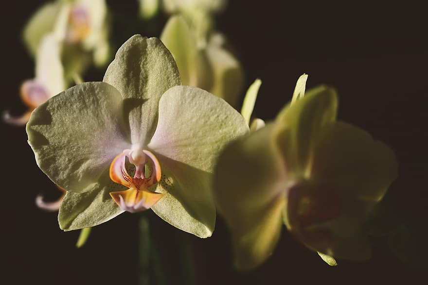 орхидеи, цветя, жълти цветя, листенца, жълти венчелистчета, разцвет, цвят, флора, растение, природа, едър план