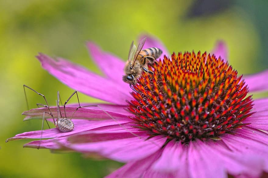 मधुमक्खी, मकड़ी, फूल, शंकुधारी, Echinacea, खिलना, फूल का खिलना, बगीचा, प्रकृति, पौधा