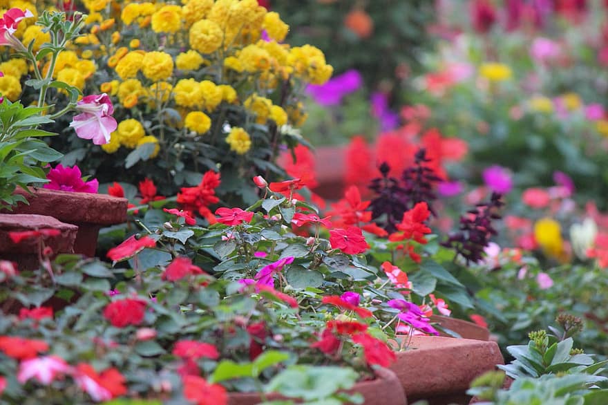 rojo, naturaleza, rosado, jardín, flor, las flores, planta, belleza, flora, floración, primavera