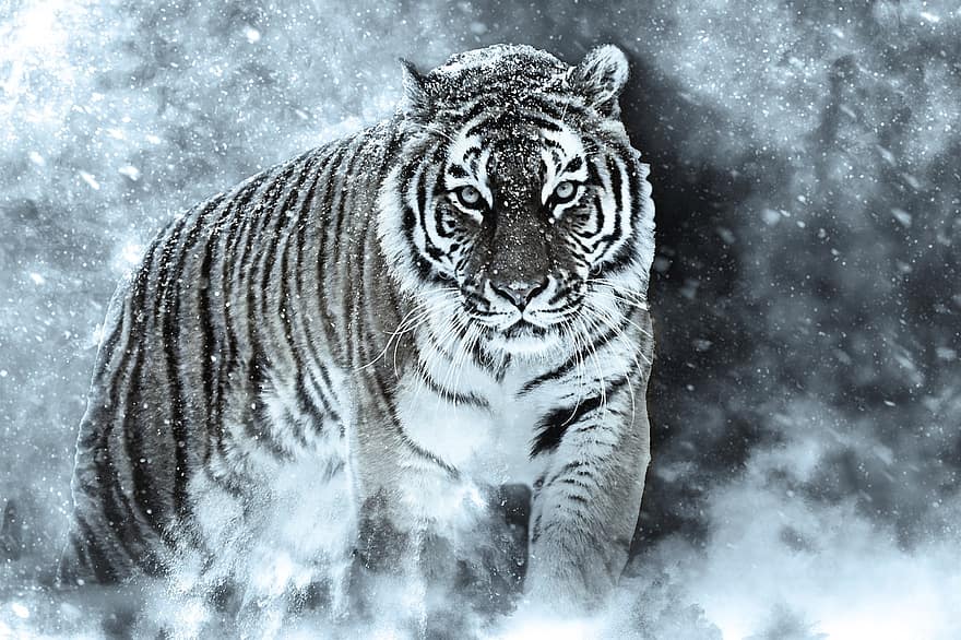 tygrys amurski, Tygrys, śnieg, burza śnieżna, opady śniegu, zwierzę, Tygrys syberyjski, ssak, duży kot, dzikie zwierze, dzikiej przyrody