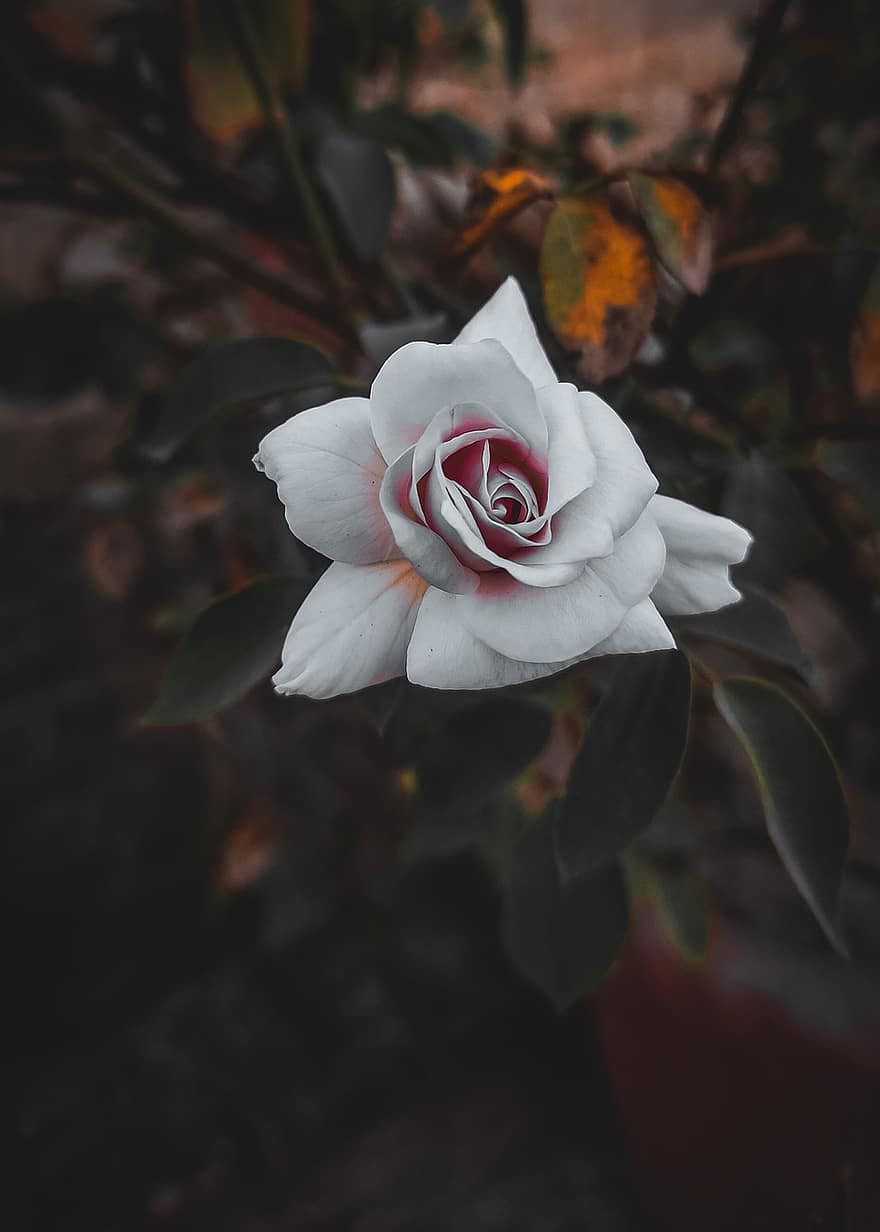 τριαντάφυλλο, λουλούδι, λευκό τριαντάφυλλο, αυξήθηκε ανθίζει, πέταλα, πέταλα τριαντάφυλλου, ανθίζω, άνθος, χλωρίδα, φυτό
