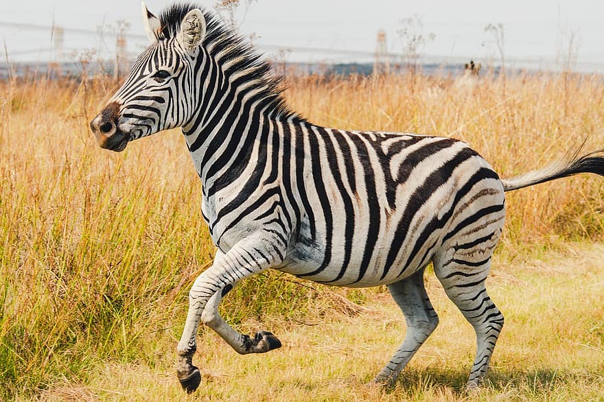 zebra, hayvan, memeli, yaban hayatı, çizgili, vahşi, vahşi hayvan, safari, bantlı, çimen, Afrika