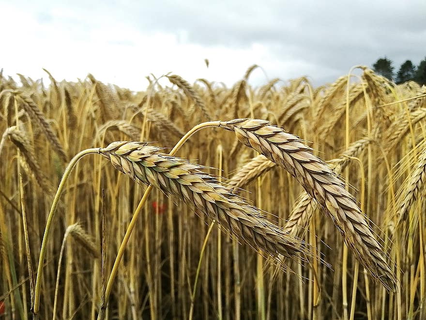 пшениця, крупи, вітер, поле, природи, сільське господарство, літо, краєвид, урожай, зерна, Рослина
