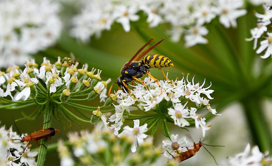 insectos, avispón, avispa, picadura, espinoso, animal, de cerca, naturaleza, las flores, néctar, polinizar