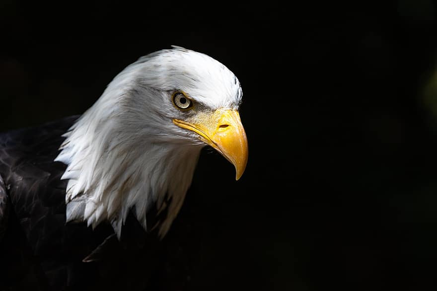 орел, белоголовый орлан, птица, хищная птица, раптор, адлер, законопроект, животное, природа, оперение, перья