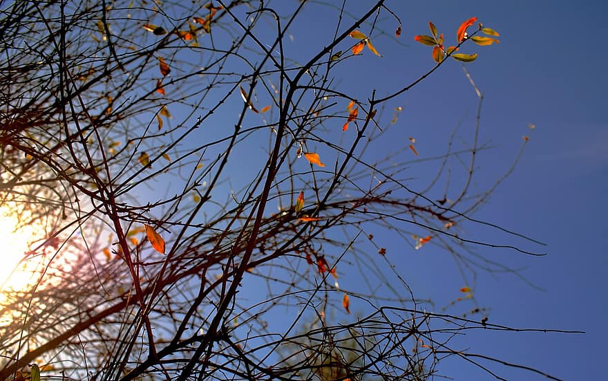 листья, ветви, падать, осень, Осенние листья, листва, дерево, завод, природа, небо, солнце