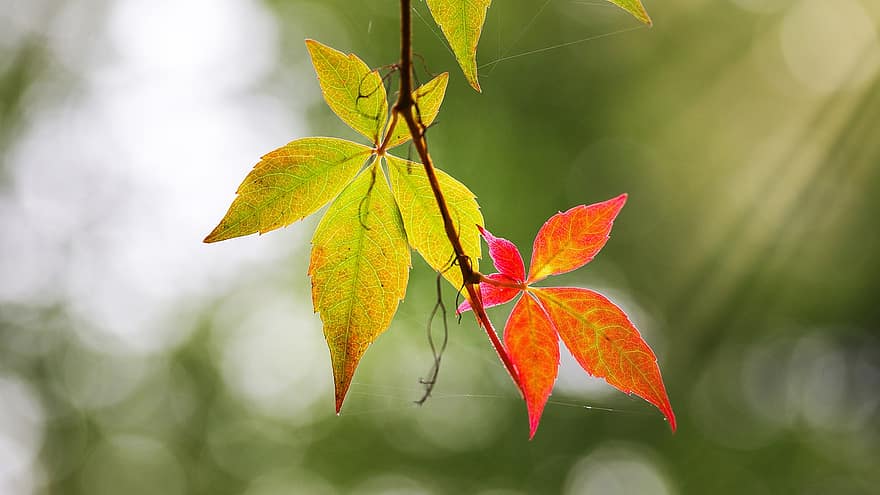 листя, осінь, осінні листки, осіннє листя, осінній колір, впритул, гілочка, боке, природи