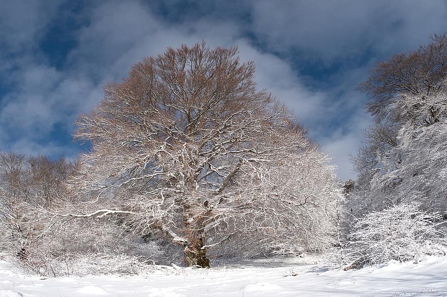 zimní, sníh, stromy, les, Příroda, mráz, krajina, zasněžený, strom, sezóna, modrý