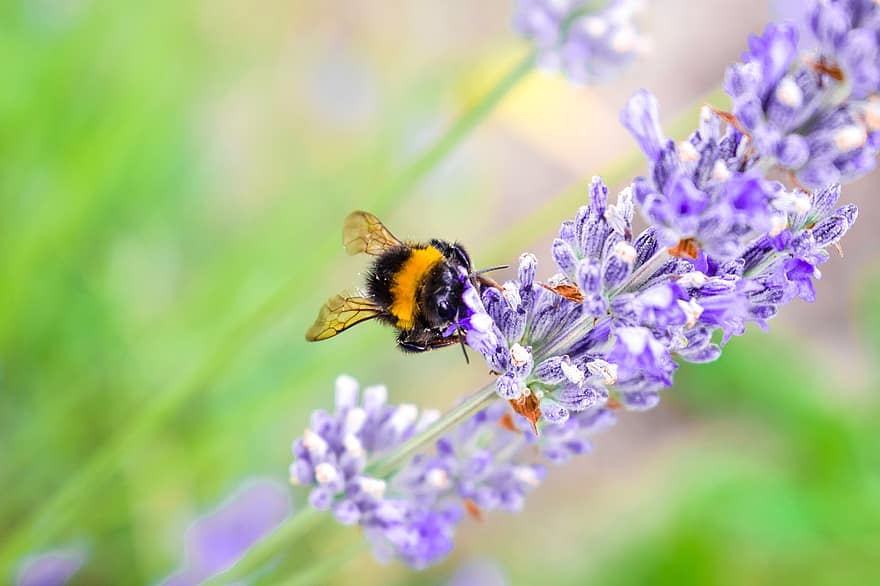 bumblebee, lavanda, flor, polinização, inseto, jardim, mosca, selvagem, ao ar livre, animal, animais