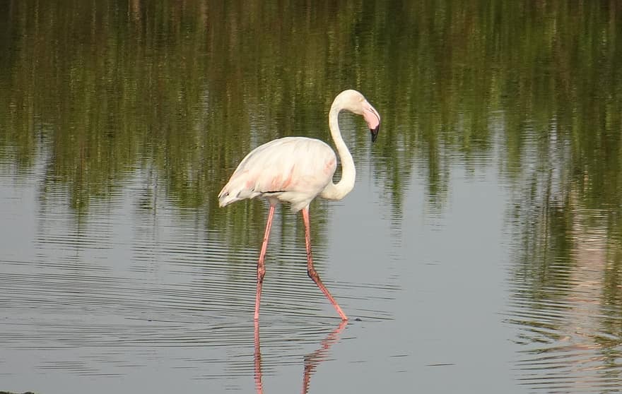 pasăre, flamingo, penaj, pârâu, Phoenicopterus roseus, animale sălbatice, colorat