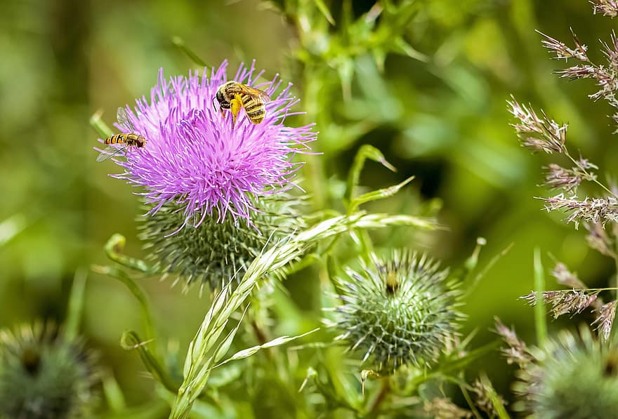 Thistle, gėlė, vabzdys, bičių, hoverfly, pobūdį, sodas, žiedas, žydi, flora, violetinė