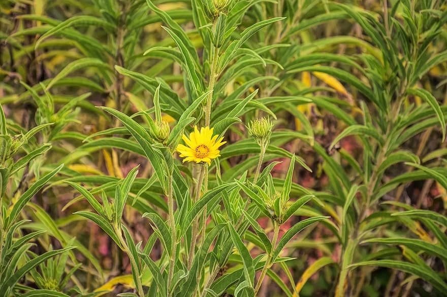 Inula Hirta, Smalbladig Inula, blommor, asteraceae, astrar, daisy, trädgård