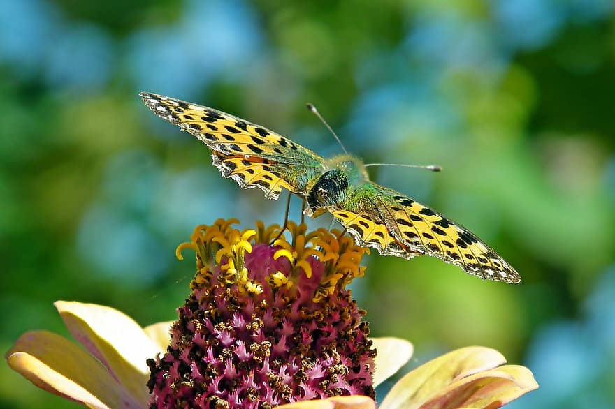 sommerfugl, insekt, vinger, blomst, natur