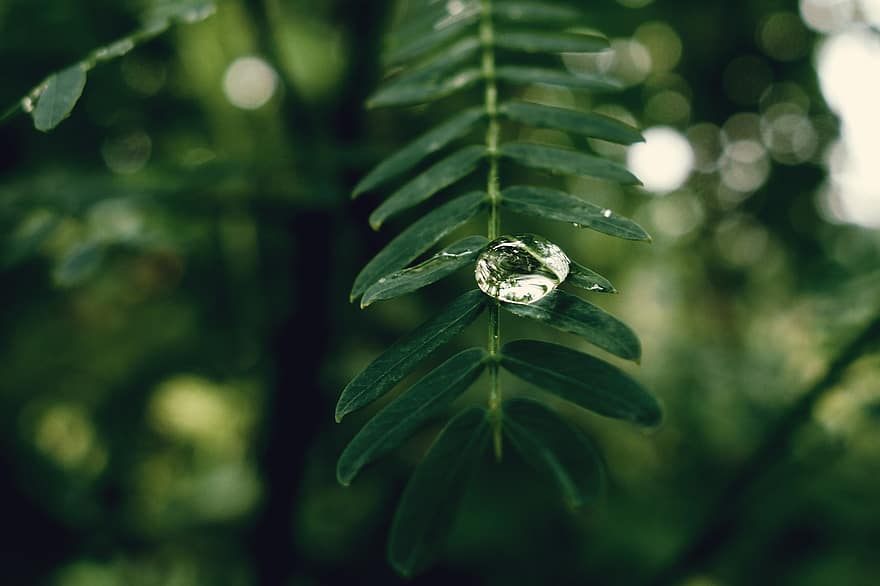 水滴、濡れている、雨、水、滴下、液体、自然、クリア、緑、雨滴、しぶき