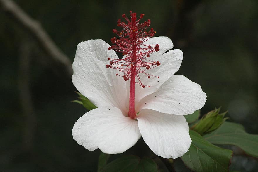 hibiscus, blomst, hvit blomst, petals, hvite kronblade, blomstre, flora, anlegg, natur