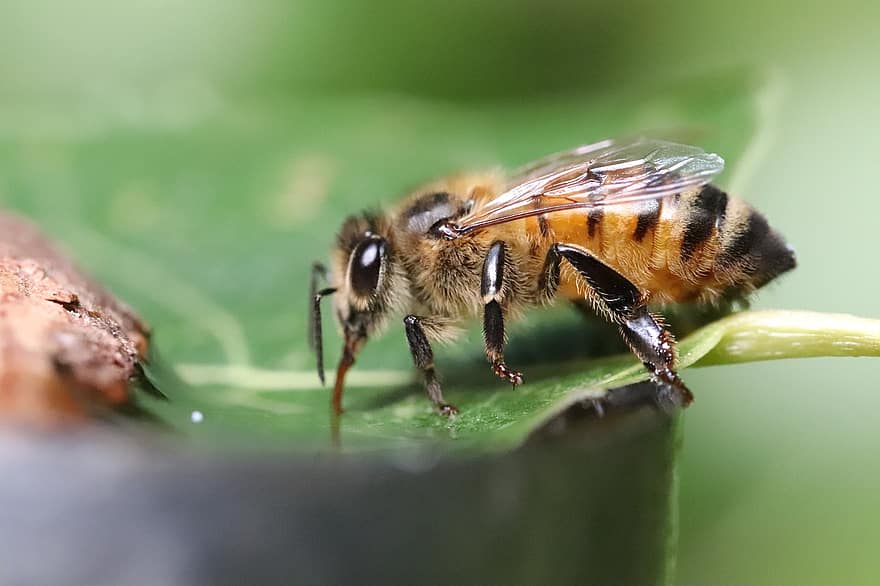 Pxklimata aizsardzība, bite, kukaiņi, medus bite, entomoloģija, makro, spārns, apputeksnēt, tuvplāns, apputeksnēšana, zaļā krāsa