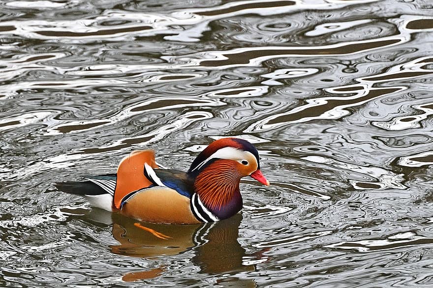 mandarin duck, vand fugl, sø, parkere, vand, fjer, and, næb, multi farvet, dyr i naturen, Dam