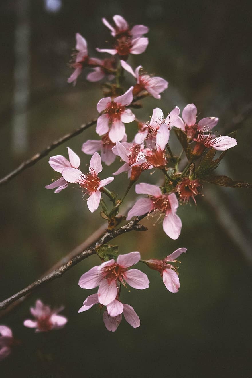 Flower, Cherry Blossom, Tree, Branch, Nature