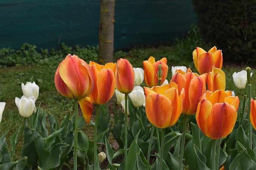 tulipány, květiny, jaro, zahrada, kašmír, srinagar, tulipán, květ, zelená barva, rostlina, květu hlavy