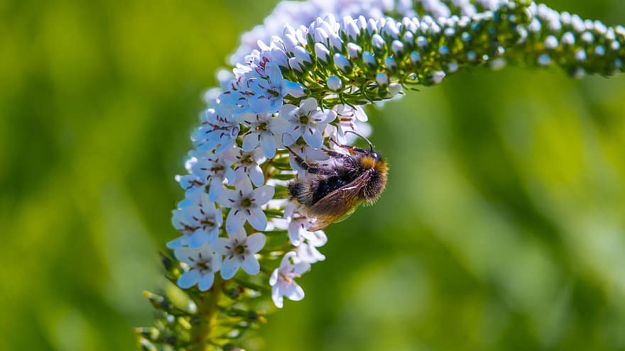 blühen, Biene, Blume, Garten, Insekt, Natur, Honig, Sommer-, Bestäubung, Gelb, Flora