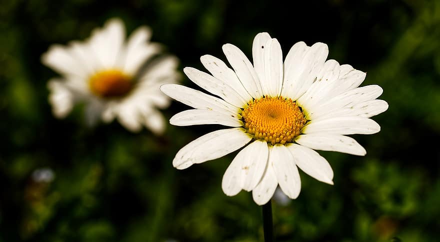 Daisy, gėlė, marguerite, balta gėlė, žiedlapių, balti žiedlapiai, žiedas, žydi, augalų, flora, pobūdį