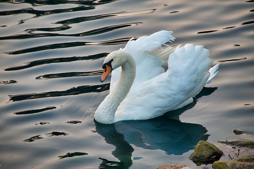 Lake, Bird, Swan, Mute Swan, White Swan, Waterfowl, Water Bird, Aquatic Bird, Animal, Plumage, Fauna