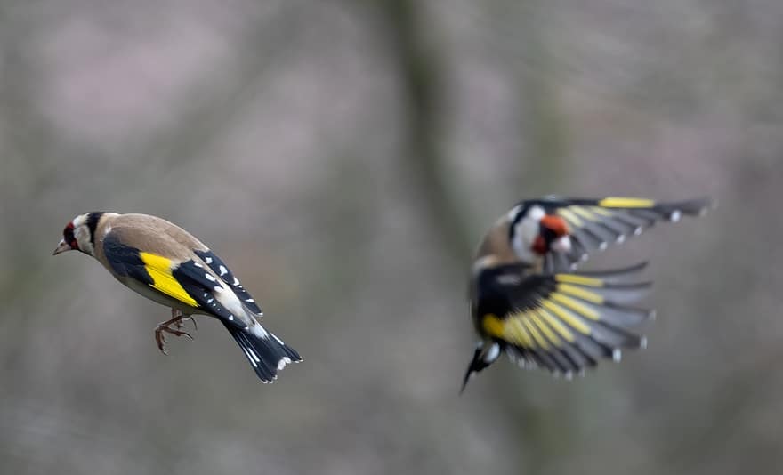 Goldfinches, Birds, Animals, Carduelis Carduelis, Wildlife, Plumage, Branch, Leaves, Flying, Flight, Beak