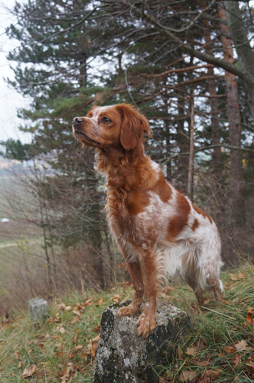 Brittany, cane, animale domestico, spaniel bretone, cane da caccia, animale, cane domestico, canino, mammifero, carina, pelliccia
