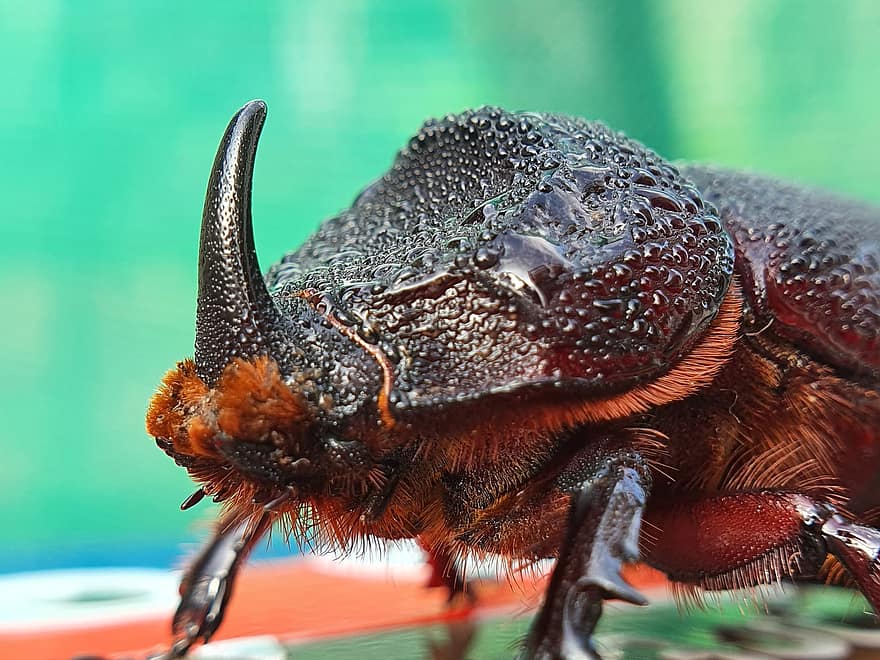 rhinoceros beetle, bille, bug, skarabé, våt, mest, dyr, dyr verden, nærbilde, makro, vanndråper